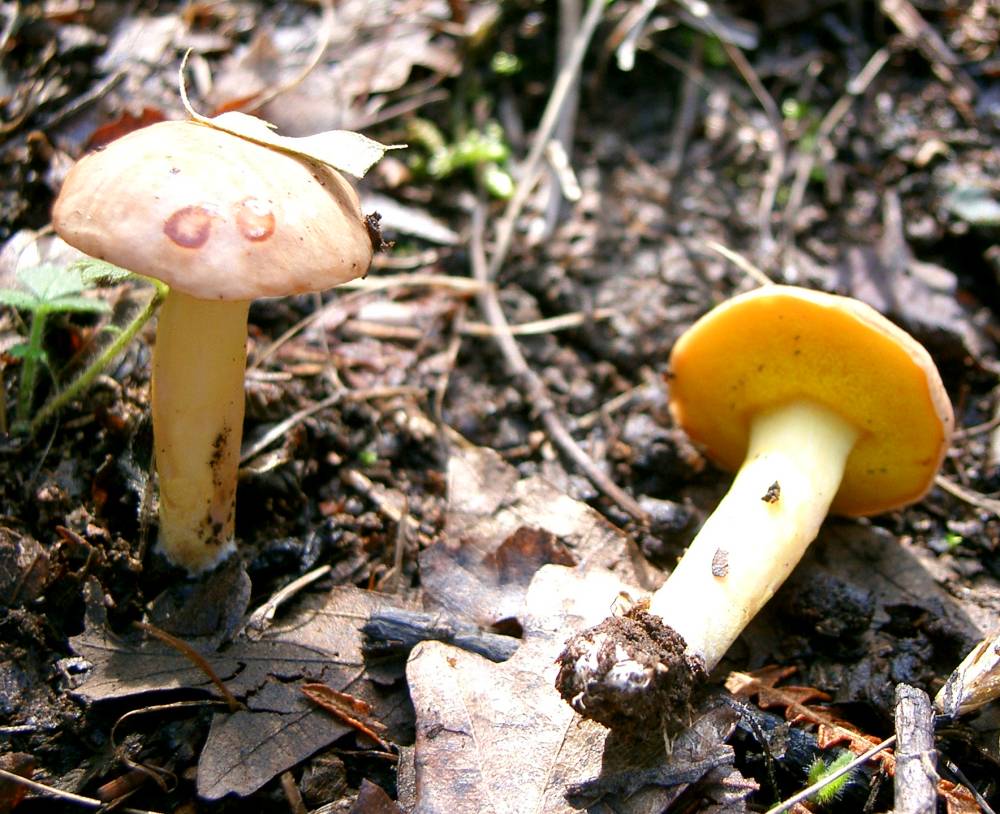 Funghi poco comuni:-  Aureoboletus gentilis